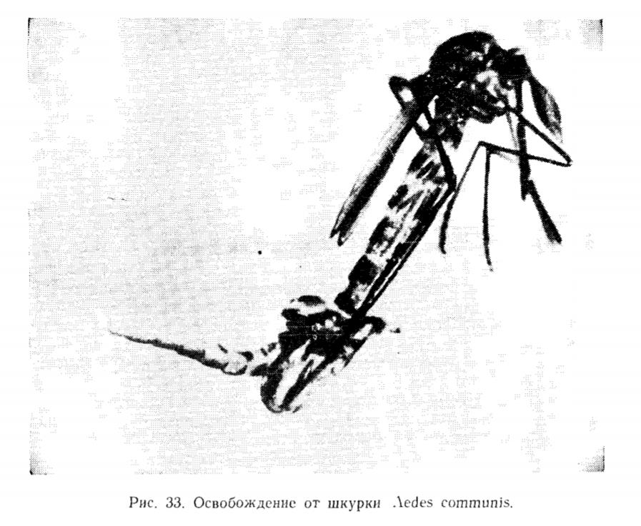 Рис. 33,  Освобождение от шкурки Aedes communis.
