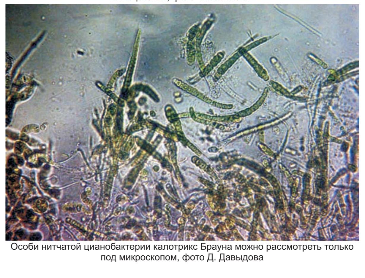 особи нитчатой цианобактерии калотрикс Брауна  можно расмотреть  только под микроскопом , фото Д. Давыдова .