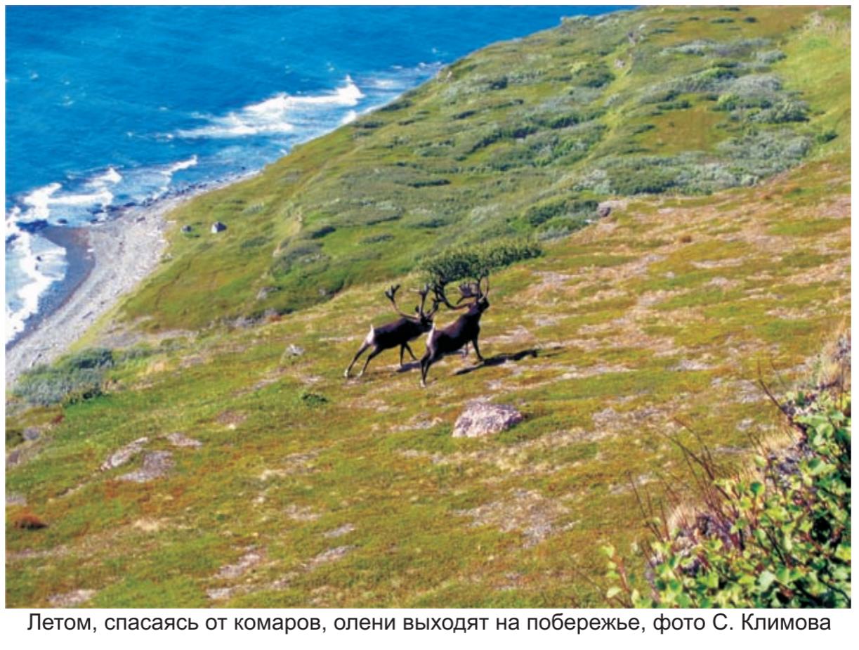 Летом спасаяь от комаров , олени выходят на побережье , фото С.Климова.