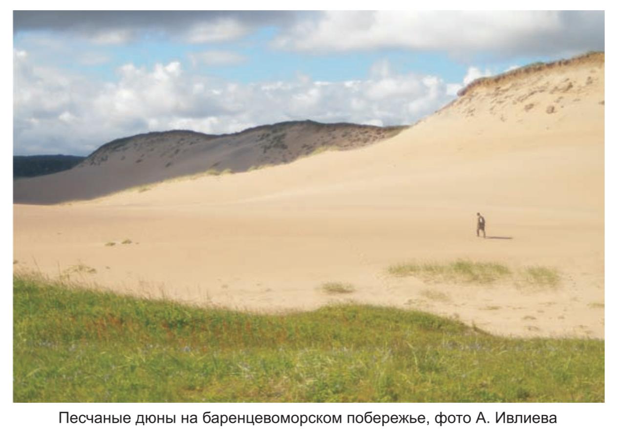 Песчаные дюны  на баренцеморском побережье , фото  А.Ивлева.