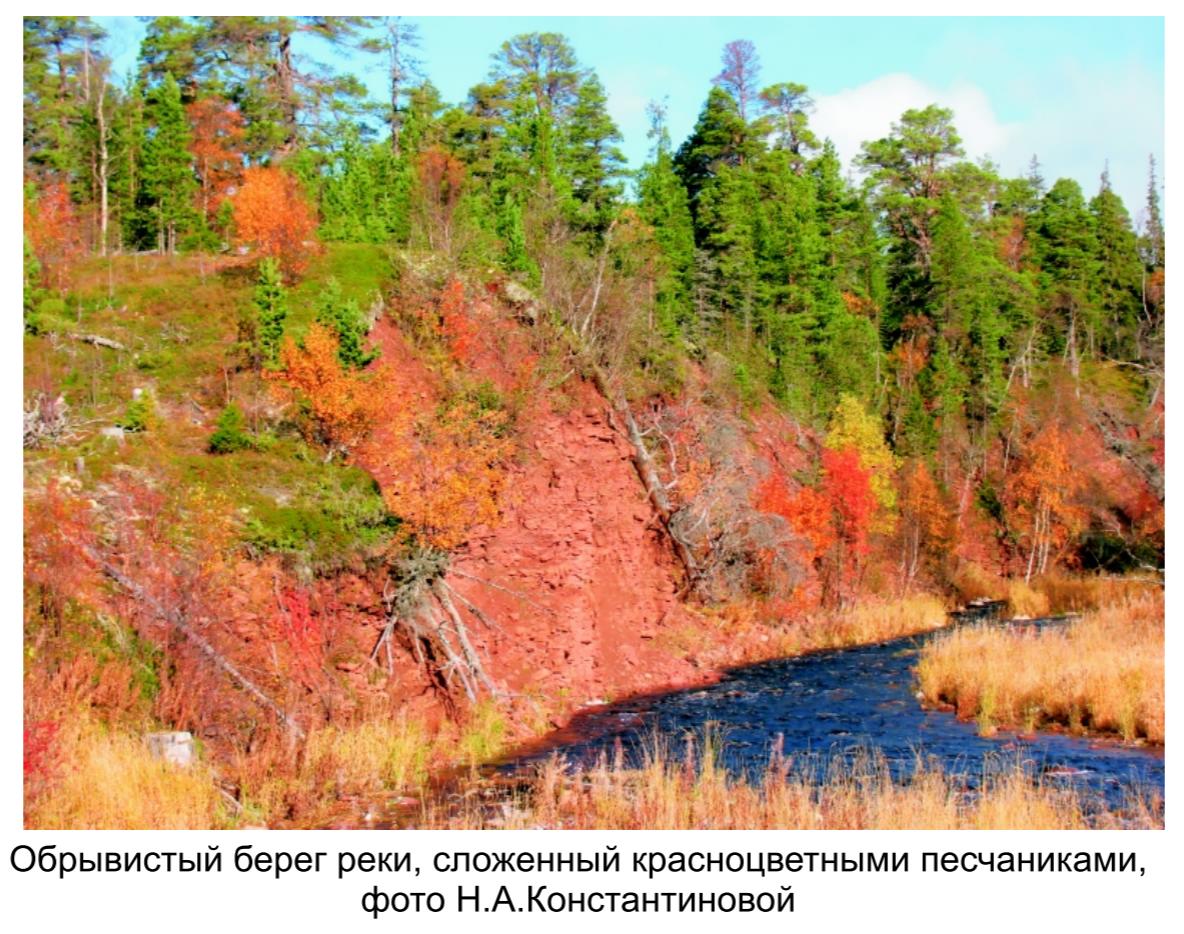 Обрывистый берег реки, сложенный красноцветными песчанками , фото  Н.А. Константиновой.
