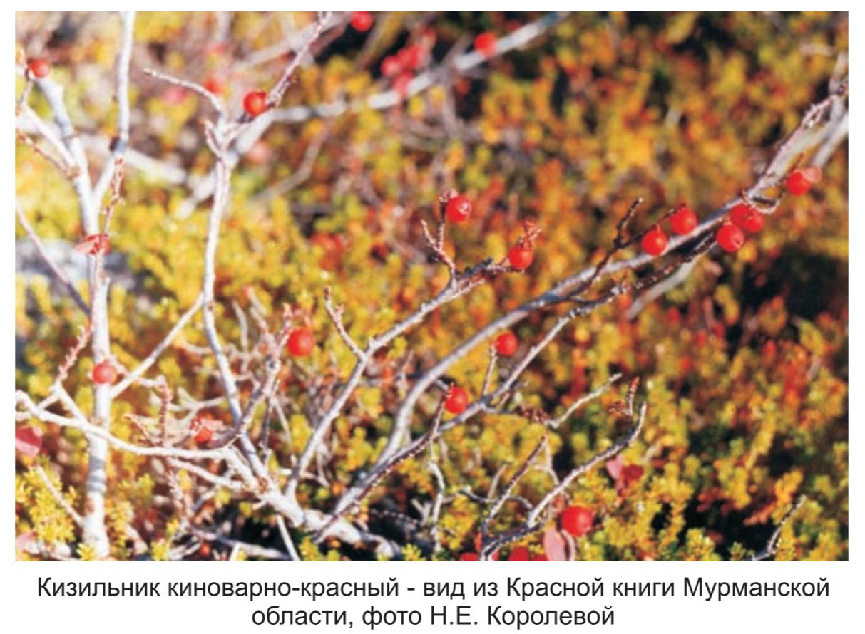 Кизильник киноварно-красный  - вид из Красной кники Мурманской области, фото Н.Е. Королевой .