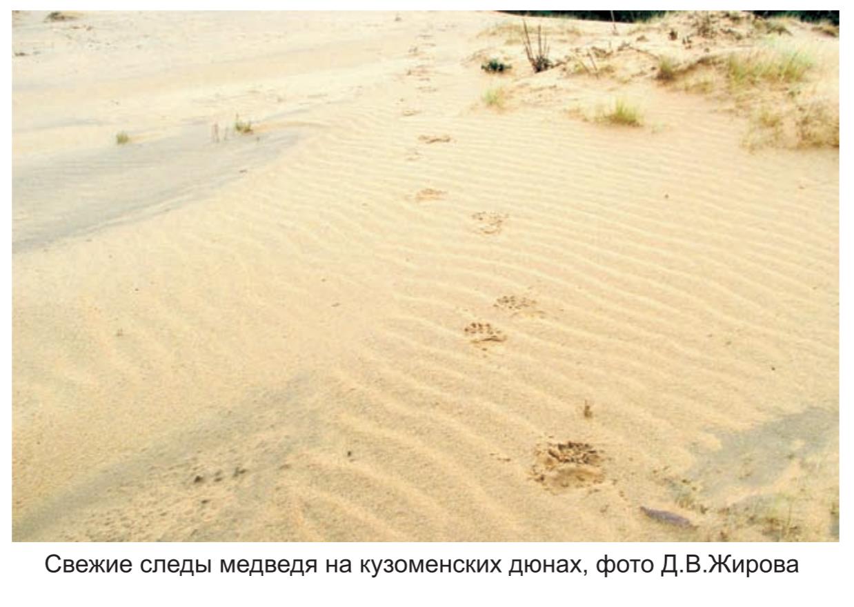 Свежие следы медведя  на кузоменских дюнах, фото Д.А. Жирова.