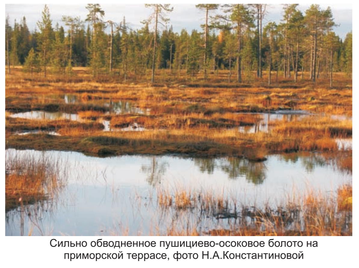 Сильно обводненное пуциево-осоковое болото на приморской террасе , фото Н.А. Константиновой.