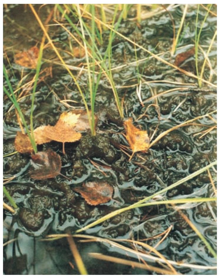 Крупные колонии цианобактерий носток обыкновенный довольно часто встречается на мхах или прямо на почве, фото Д.А. Давыдова.