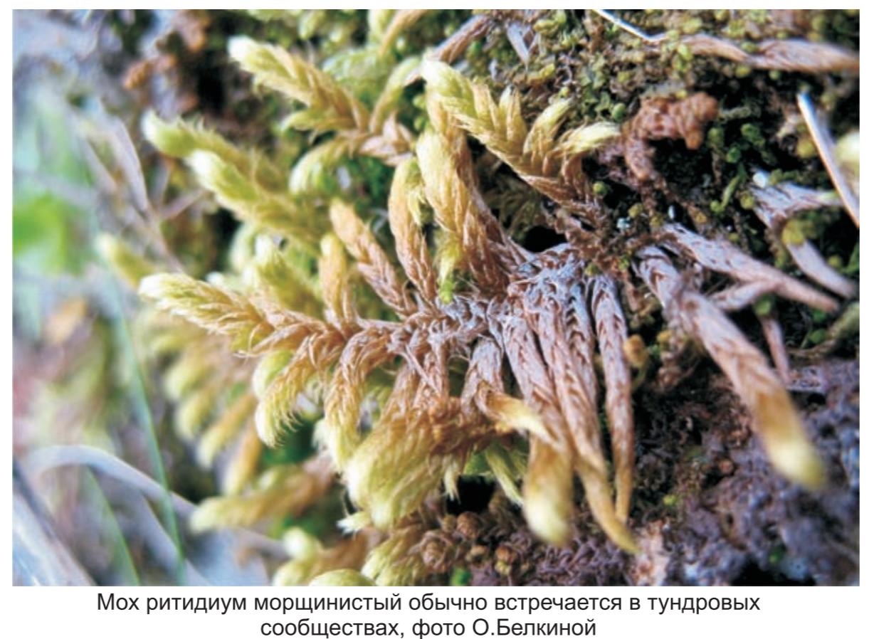 Мох ритидиум  морщинистый обычно встречается  в тундровых сообществах, фото  О.Белкиной.