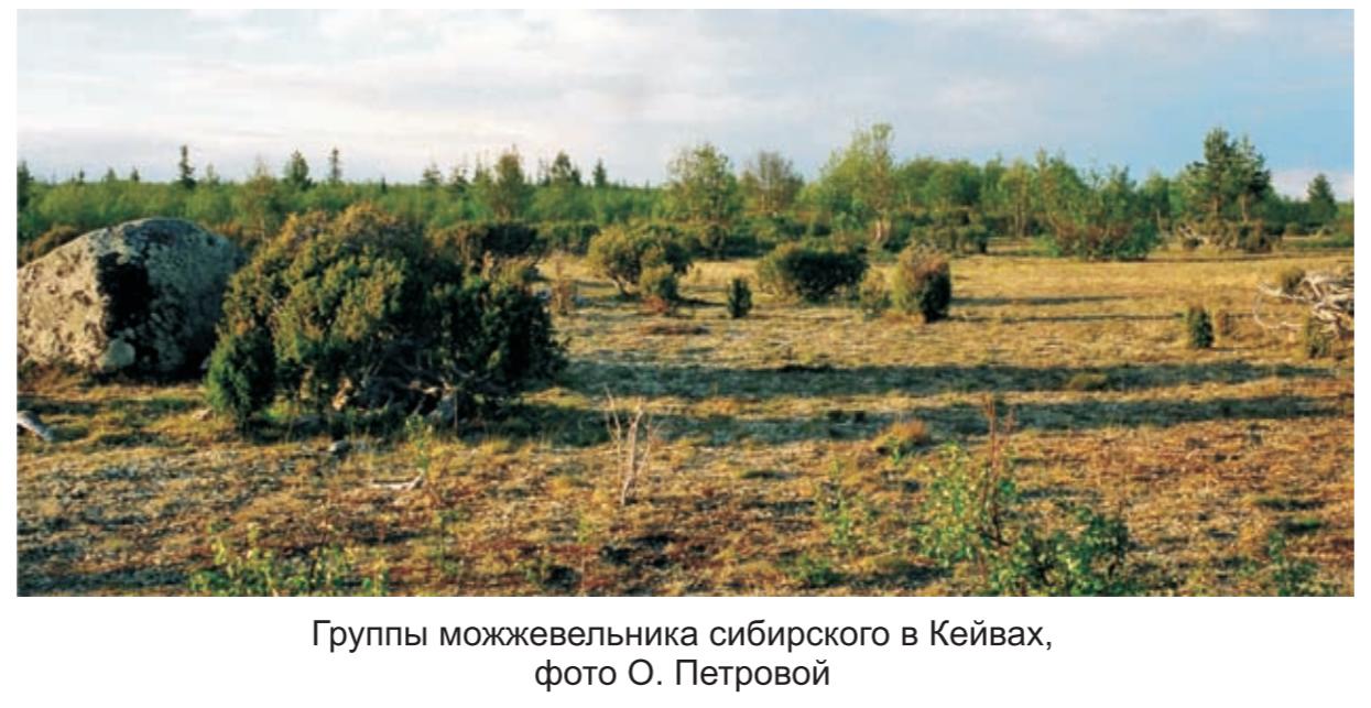 группы можжевельника сибирского в Кейвах , фото О.Петровой.
