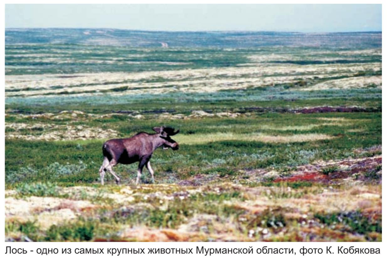 Лось - один из самых крупных животных Мурманской области , фото К.Кобякова.