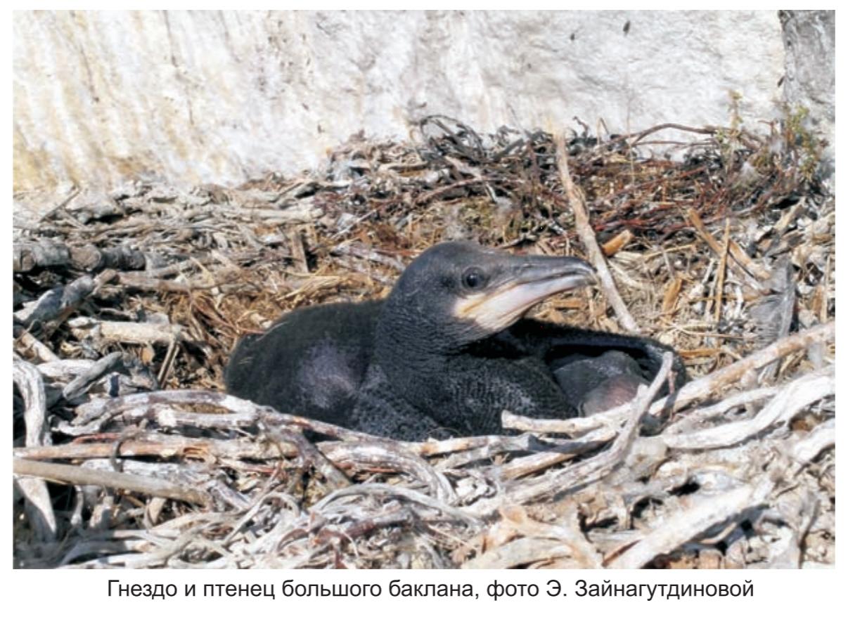 Гнездо и птенец большого баклана , фото Э.Зайнагутдиновой.