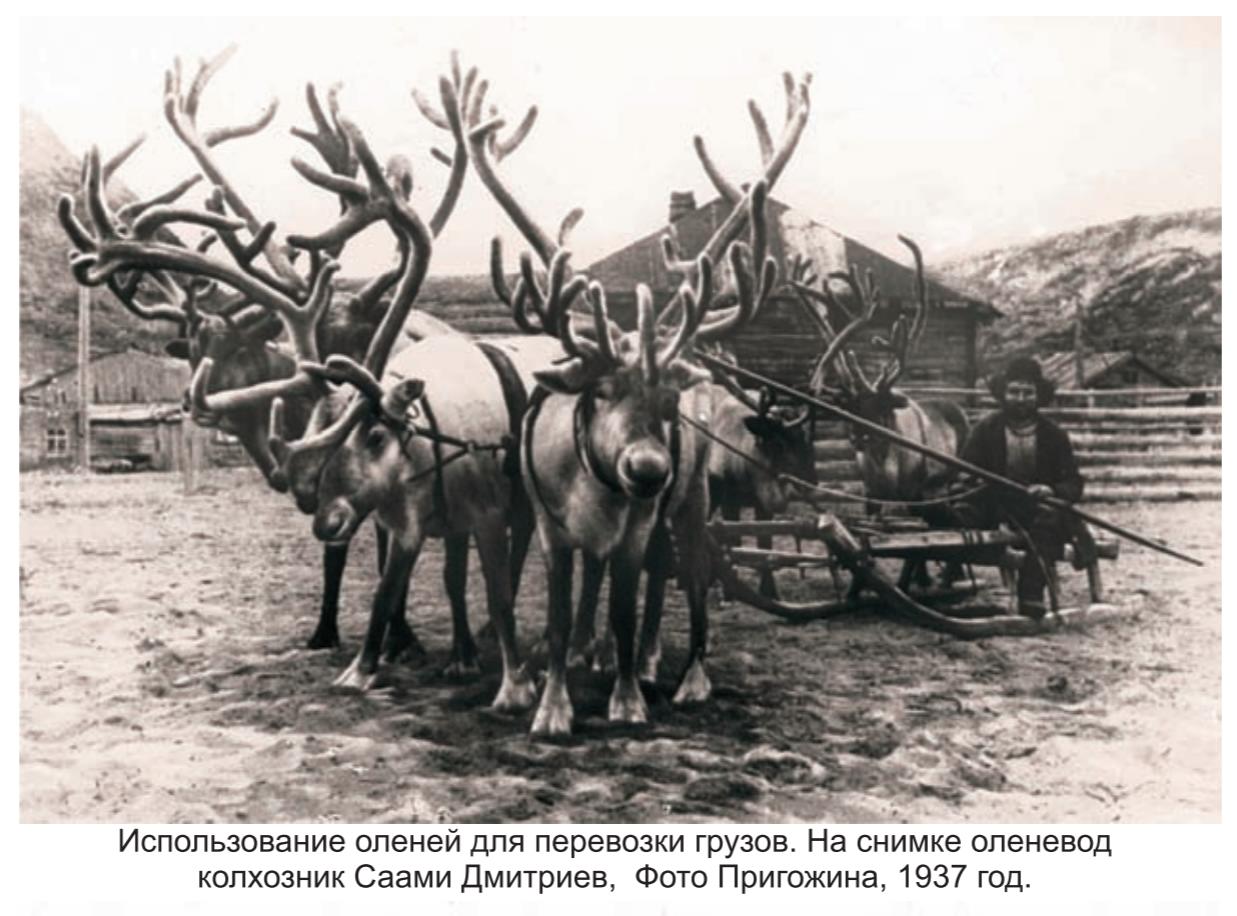 Использование оленей для перевозки грузовю На снимке  оленевод колхозник  Саами  дмитриев , фото Пригожина, 1937 г.