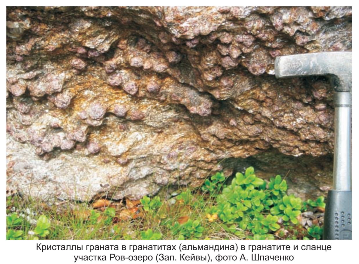 Кристалы граната в гарнатитах ( альмандина) в граните и сланце  участка Ров-озеро, фото А.Шпаченко.