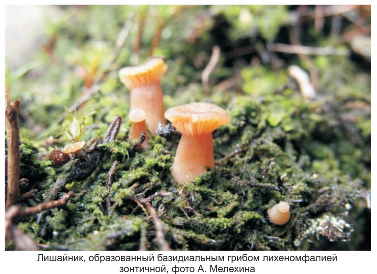 лишайник, образованный  базидиальным грибом  лихеномфалией  зонтичной , фото А.Мелехина.