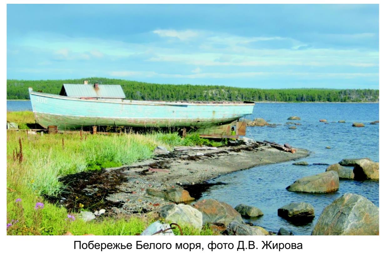 Побережье Белого моря, фото Д.А.Жирова.