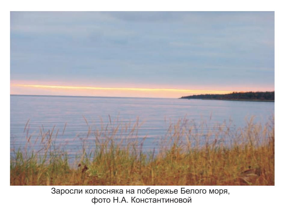 Заросли колосняка  на побережье Белого моря, фото  Н.А. Константиновой.