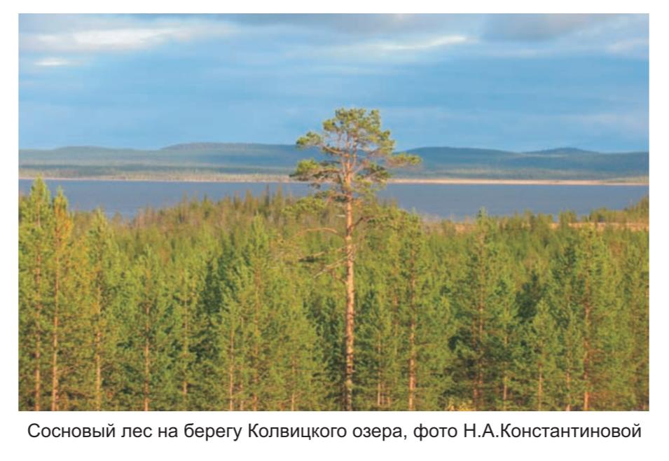 Сосновый  лес на берегу Колвичкого озера, фото  Н.А. Константиновой.