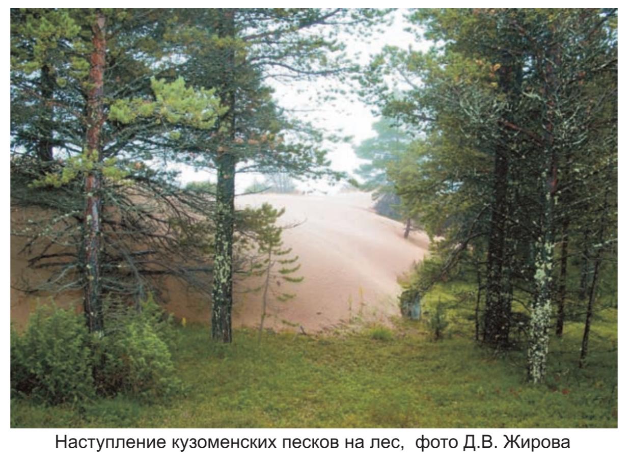 Наступление кузоменских песков на лес,  фото Д.А. Жирова.