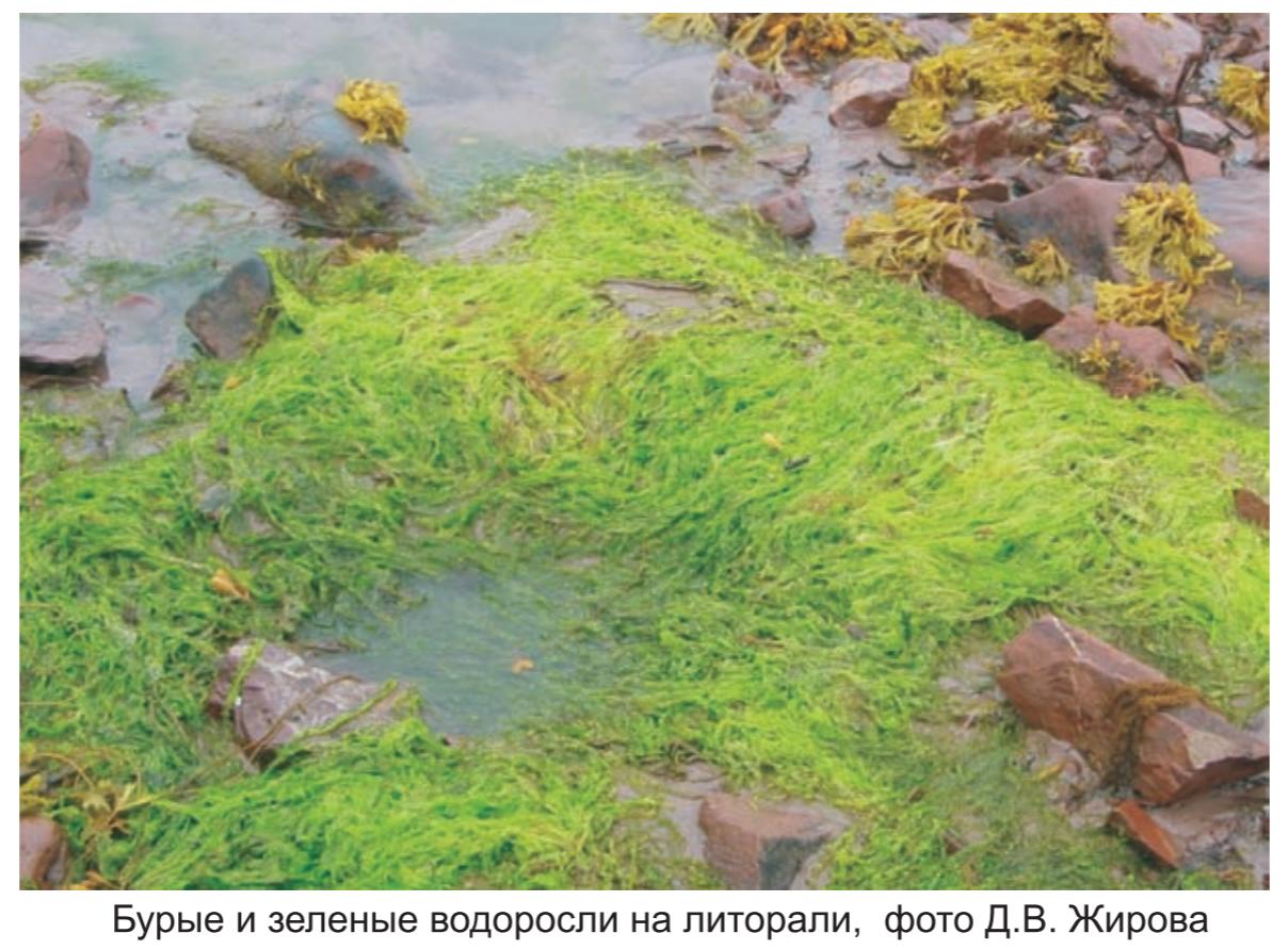 Бурые и зеленые водоросли на литорали , фото Д.В. Жирова.