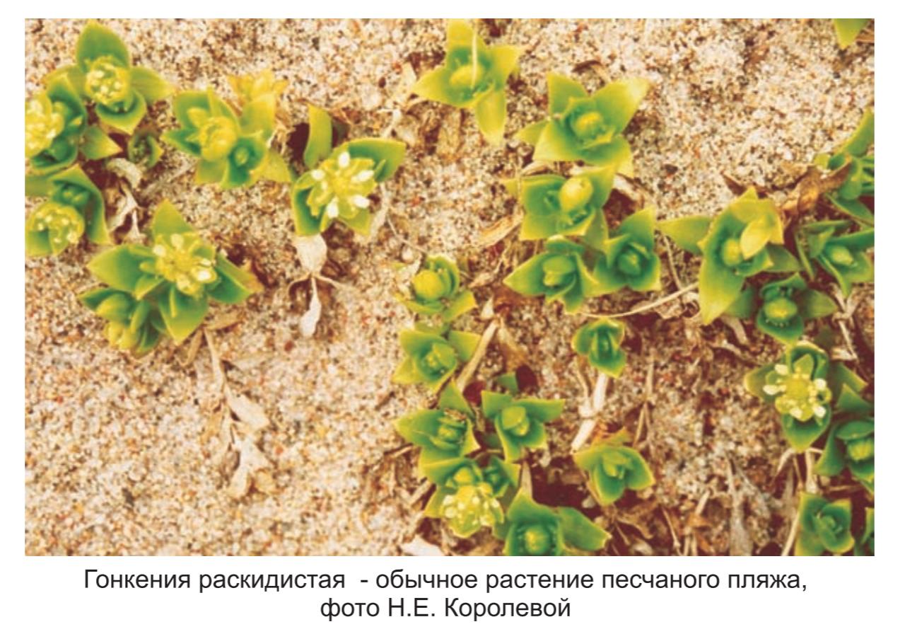 Гонкения раскидистая - обычное растение песчаного пляжа , фото Н.Е Королевой.