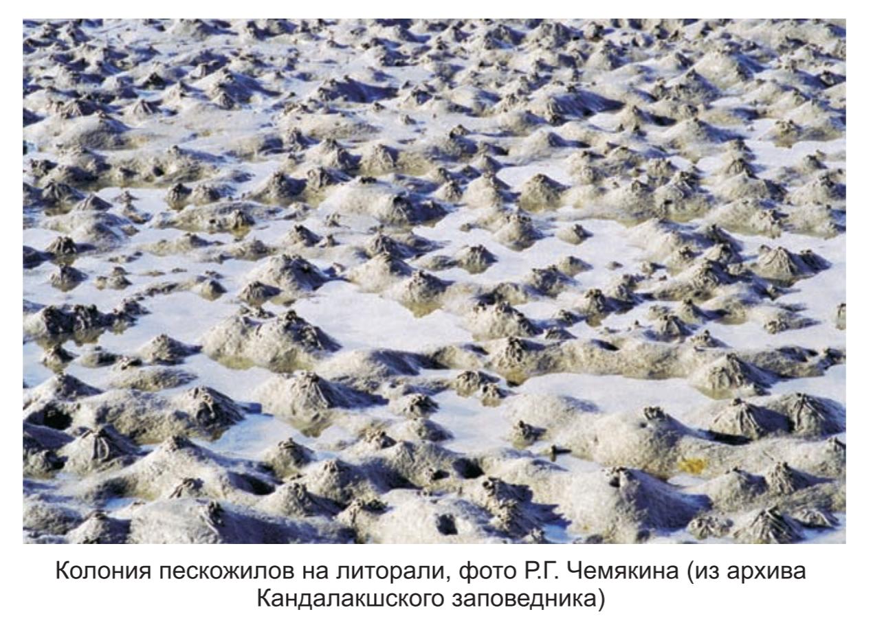 Колония пескожилов на литорали, фото Р.Г. Чемягина.